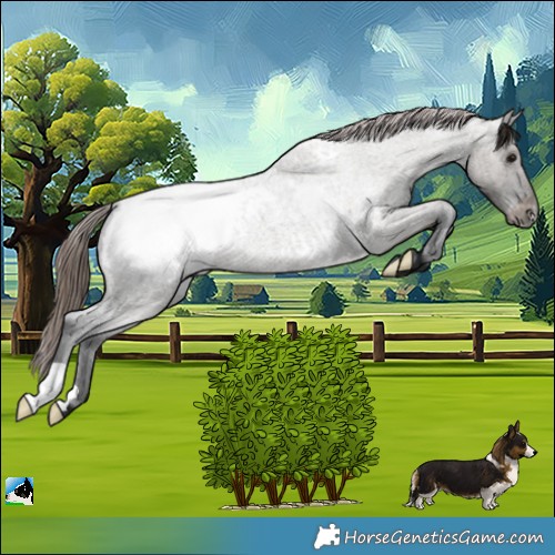 Horse Color:Grullo Roan Appaloosa 