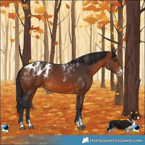 Horse Color:Powder White Brown Appaloosa