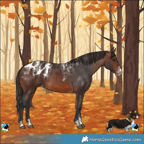 Horse Color:Powder White Brown Appaloosa 