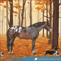 Horse Color:Powder White Brown Appaloosa 