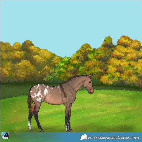 Horse Color:Powder White Brown Dun Blanket 