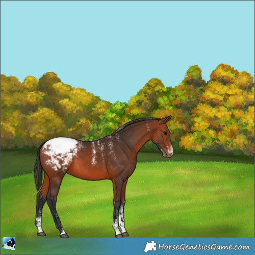 Horse Color:Powder White Bay Appaloosa 
