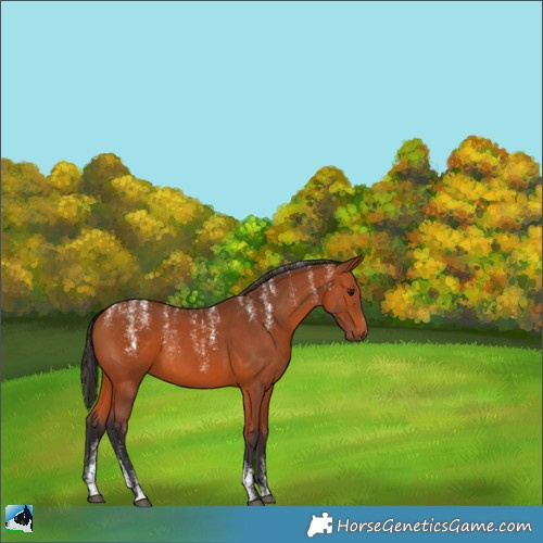 Horse Color:Powder White Bay 