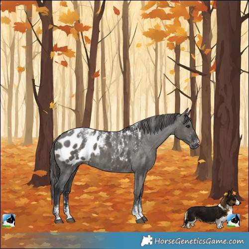 Horse Color:Powder White Grullo Appaloosa 