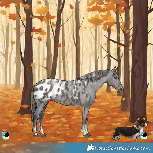 Horse Color:Powder White Grullo Blanket 