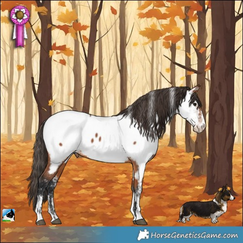 Horse Color:Powder White Bay Appaloosa 