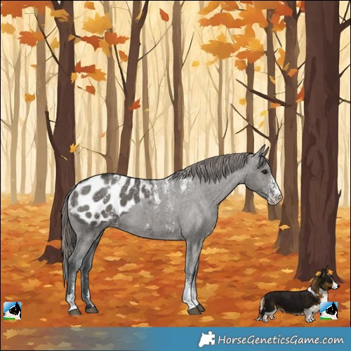 Horse Color:Powder White Grullo Blanket