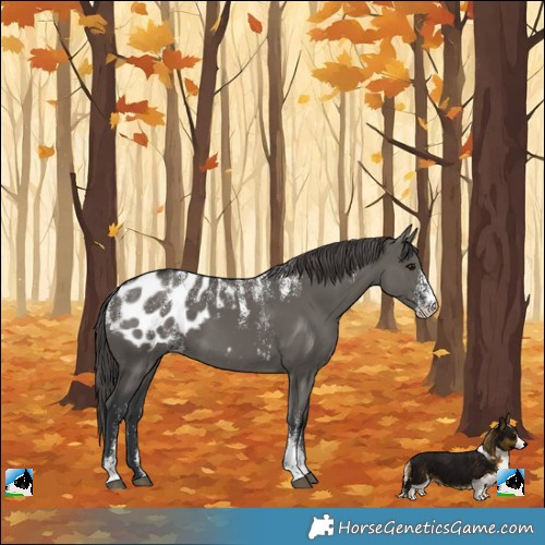 Horse Color:Powder White Grullo Appaloosa