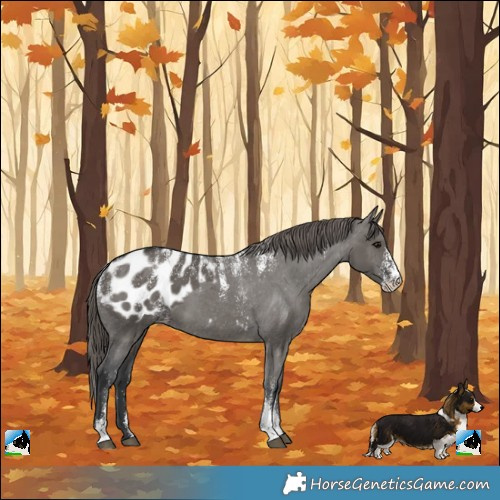 Horse Color:Powder White Grullo Appaloosa 