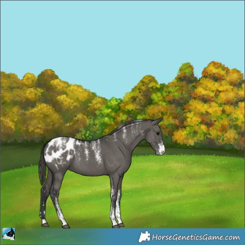 Horse Color:Powder White Grullo Appaloosa 