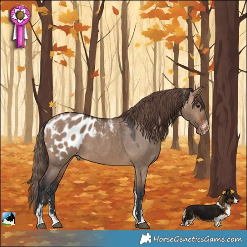Horse Color:Powder White Brown Dun Appaloosa 