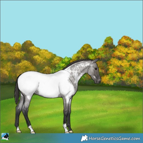 Horse Color:Grullo Roan Appaloosa 