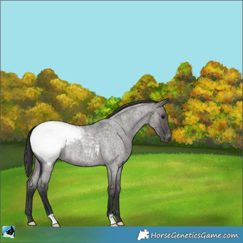Horse Color:Grullo Roan Appaloosa