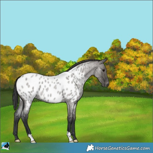 Horse Color:Grullo Roan Appaloosa 