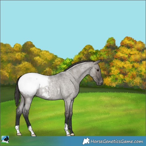 Horse Color:Grullo Roan Appaloosa 