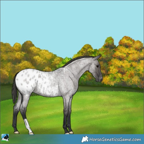 Horse Color:Grullo Roan Appaloosa 