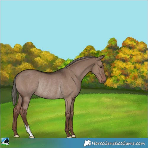 Horse Color:Liver Red Dun Mushroom Rabicano
