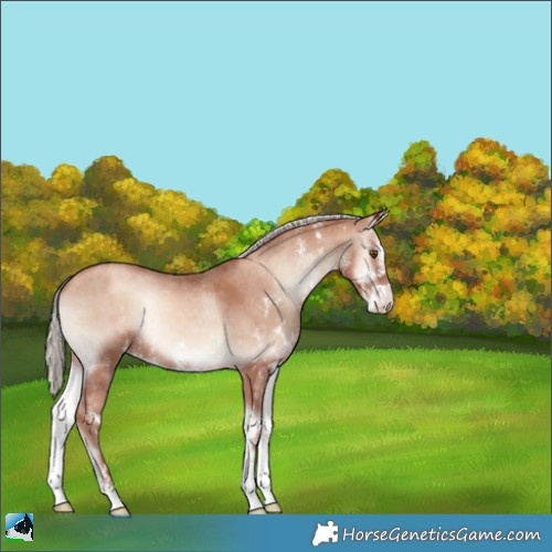 Horse Color:Gold Champagne Onyx Mushroom Sabino 