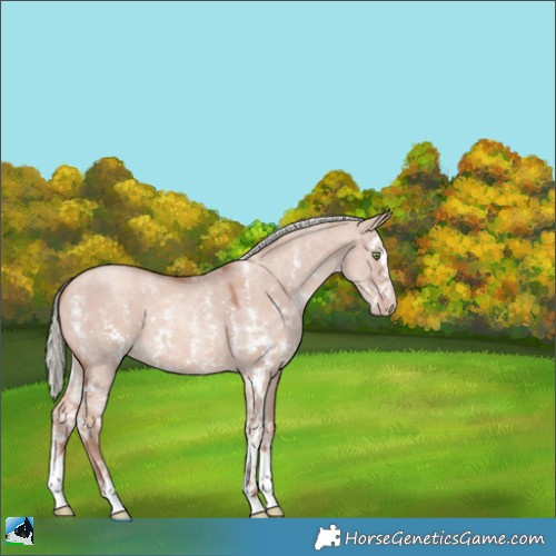 Horse Color:Gold Champagne Dun Mushroom Sabino 