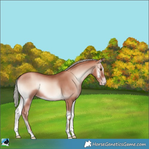 Horse Color:Gold Champagne Onyx Mushroom 