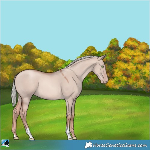 Horse Color:Gold Champagne Dun Mushroom 