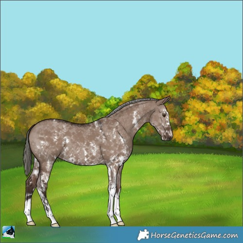 Horse Color:Liver Red Dun Mushroom Sabino 