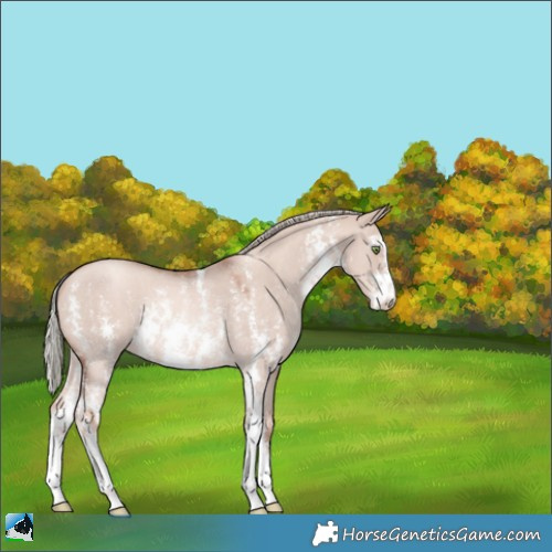 Horse Color:Gold Champagne Dun Mushroom Sabino Rabicano 