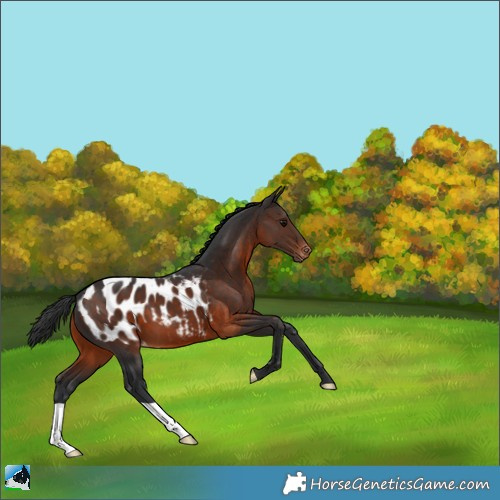 Horse Color:Brown Appaloosa 