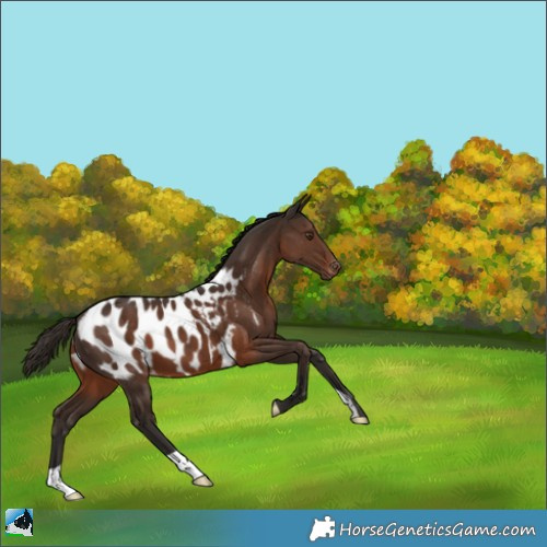Horse Color:Liver Chestnut Near Leopard 