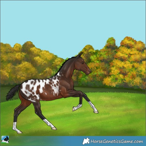 Horse Color:Liver Chestnut Appaloosa 