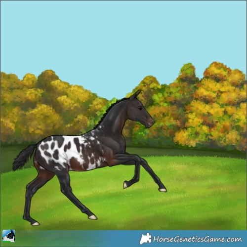 Horse Color:Brown Appaloosa 