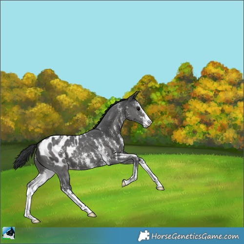 Horse Color:Black Sabino Appaloosa 