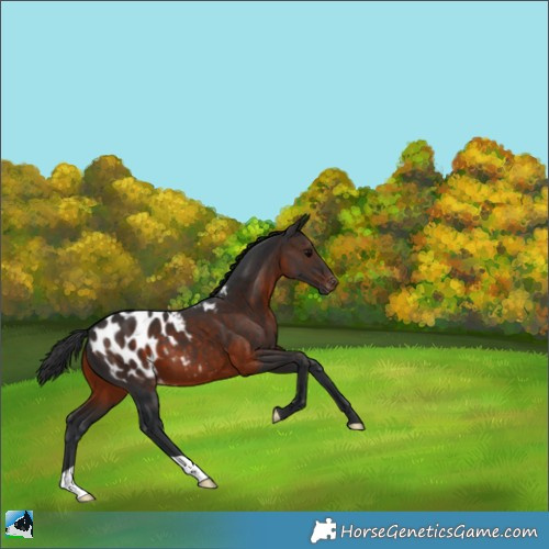 Horse Color:Brown Appaloosa 