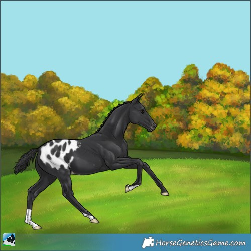 Horse Color:Black Appaloosa 