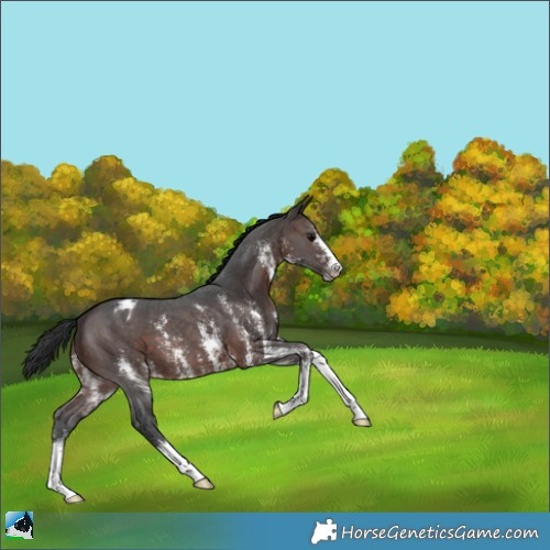 Horse Color:Brown Sabino Blanket 