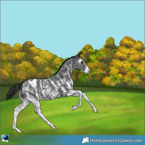 Horse Color:Black Sabino Appaloosa 