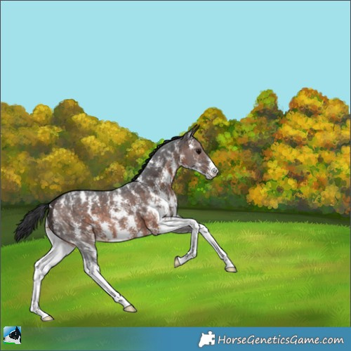 Horse Color:Brown Sabino Appaloosa 