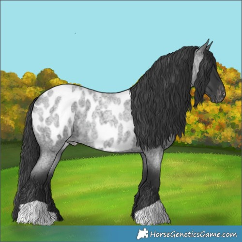 Horse Color:Blue Roan Appaloosa