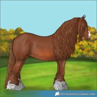 Horse Color:Chestnut Rabicano