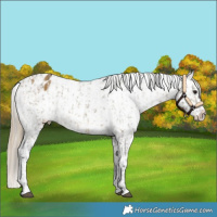 Horse Color:Buckskin Dun Snowflake Varnish and Chocolate Palomino Dun Snowflake Varnish