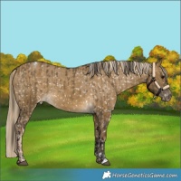 Horse Color:Buckskin Dun Appaloosa and Chocolate Palomino Dun Appaloosa
