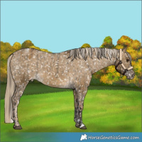 Horse Color:Buckskin Dun Appaloosa  and Chocolate Palomino Dun Appaloosa 