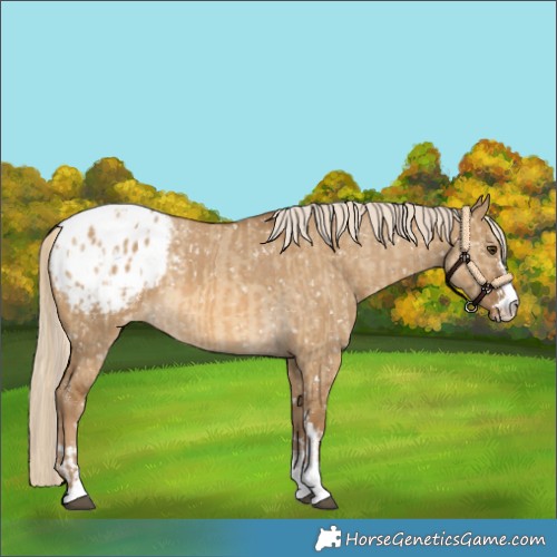 Horse Color:Chocolate Palomino Dun Appaloosa and Chocolate Palomino Dun Appaloosa