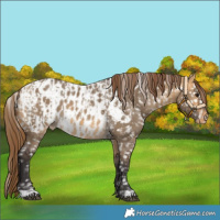 Horse Color:Buckskin Dun Snowflake Varnish and Buckskin Dun Blanket 