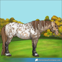 Horse Color:Buckskin Dun Appaloosa and Buckskin Dun Appaloosa