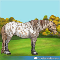 Horse Color:Buckskin Dun Appaloosa  and Buckskin Dun Appaloosa 