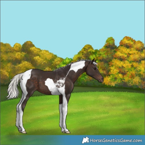 Horse Color:Silver Brown Tobiano