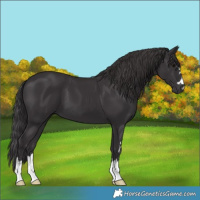 Horse Color:Smoky Black