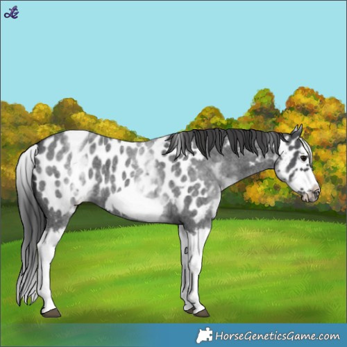 Horse Color:White Spotted Blue Roan Splash Frame Appaloosa 