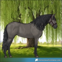 Horse Color:Grullo 